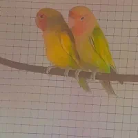 کوتوله،عروس هلندی،مرغ عشق مولد قیمت مناسب|پرنده|اصفهان, براآن شمالی|دیوار