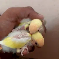 کوتوله سرلاکی فنچ عروس مرغ عشق