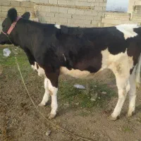 تلیسه چاق گوساله گاو