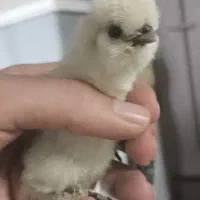 جوجه و تخم نطفه دار ، نژاد سلطان اصلیل ( وارداتی )|حیوانات مزرعه|رشت, جانبازان|دیوار