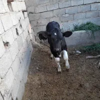 گوساله نره|حیوانات مزرعه|باشتین, |دیوار