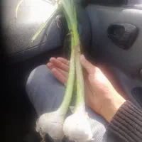 سیرتازه درشت