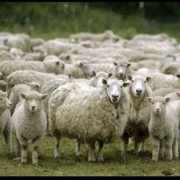 دام زنده اصیل‌ مغان و کردستان