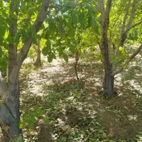 باغ کشاورزی محدوده پل زمانخان