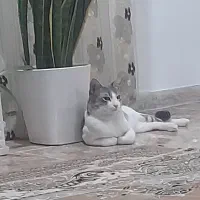 واگذاری گربه خانگی رایگان با شناسنامه|گربه|آمل, |دیوار