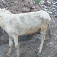 الاغ|حیوانات مزرعه|بلده, |دیوار