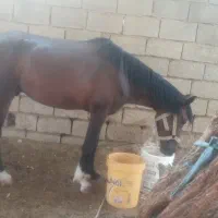 اسب