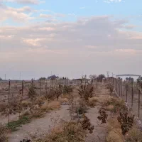 باغ روستای اراضی،باغملک|فروش خانه و ویلا|مبارکه, |دیوار