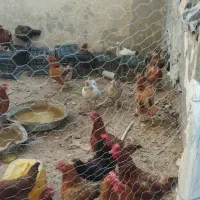 فروش مرغ و بوقلمون|حیوانات مزرعه|چابهار, |دیوار