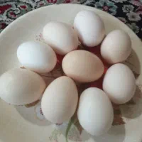 تخممرغ محلی