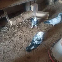 کبوتر|حیوانات|ساوه, |دیوار