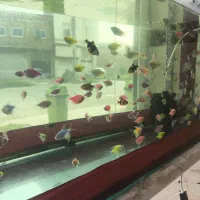 انواع ماهی آکواریومی زینتی|ماهی|قائم‌شهر, |دیوار