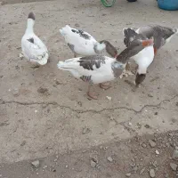 5 تا غاز|حیوانات مزرعه|بروجرد, |دیوار