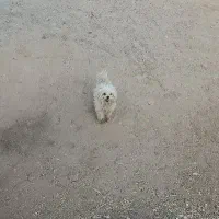 سگ پاپی شیتزو