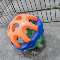 مرغ مینا|پرنده|یاسوج, |دیوار