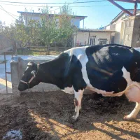 گاو هلشتاین شیری