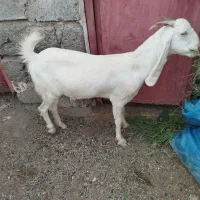 کهره نر وماده|حیوانات مزرعه|رودان, |دیوار
