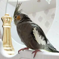 عروس هلندی چیکو گم شده|پرنده|اصفهان, کوجان|دیوار