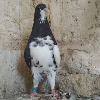 کبوتر شهری. راست گلدار نر