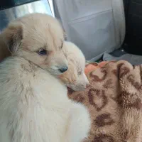 واگذاری توله سگ