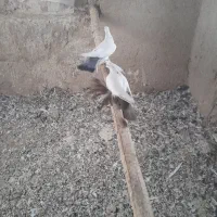 کفتر|پرنده|تبریز, |دیوار