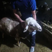 قوچ جنس اصل