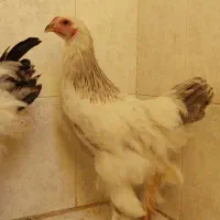 مرغ برهما