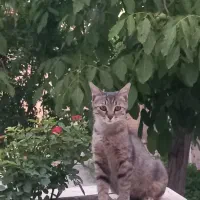 واگذاری گربه