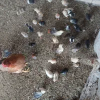 جوجه مرغ عربی و گلین در ملاثانی