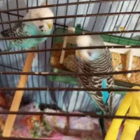 مرغ عشق با جوجه|پرنده|پاکدشت, پاکدشت (مامازند)|دیوار