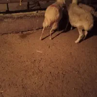 یک عدد بره ماده رومانوف|حیوانات مزرعه|بروجرد, |دیوار