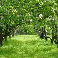 باغچه-با-برق-ترانس-آب-گاز-جواز-تهراندشت