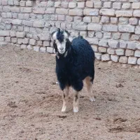 بزغاله|حیوانات مزرعه|جوادآباد, |دیوار