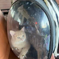 آماده جفت گیری گربه نر