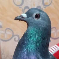 کبوتر