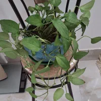 گل پتوس|گل و گیاه طبیعی|کاشان, فاز ۲ ناجی آباد|دیوار