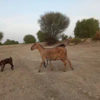 کهره آووس