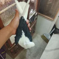 کبوتر دوکت و عروس هلندی لوتینو سخنگو