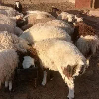 بره نرچاق مناسب برای قصابی