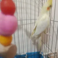 عروس هلندی نر ده ماهه 600|پرنده|برخوار, |دیوار