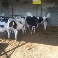 گوساله ماده|حیوانات مزرعه|تربت جام, میان جام|دیوار