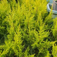 لاوسون|خدمات باغبانی و درختکاری|شیرود, |دیوار