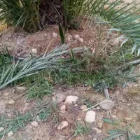 فروش پاجوش یا نهال خرما