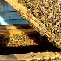 زنبور فروشی