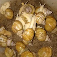 حلزون|خزنده|بیرجند, |دیوار