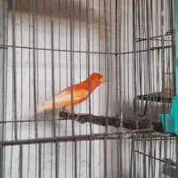 قناری|پرنده|محمدیه-قزوین, |دیوار