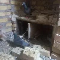 کفتر|پرنده|تایباد, |دیوار