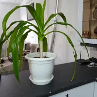 گل اشک ملکه