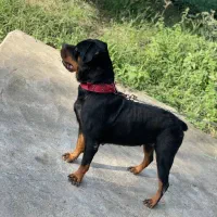 سگ روتوایلر|سگ|رحیمآباد, |دیوار