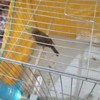 ابلغ|پرنده|کرمان, |دیوار